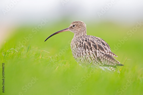 A portrait of a curlew resting in a meadow during migration.