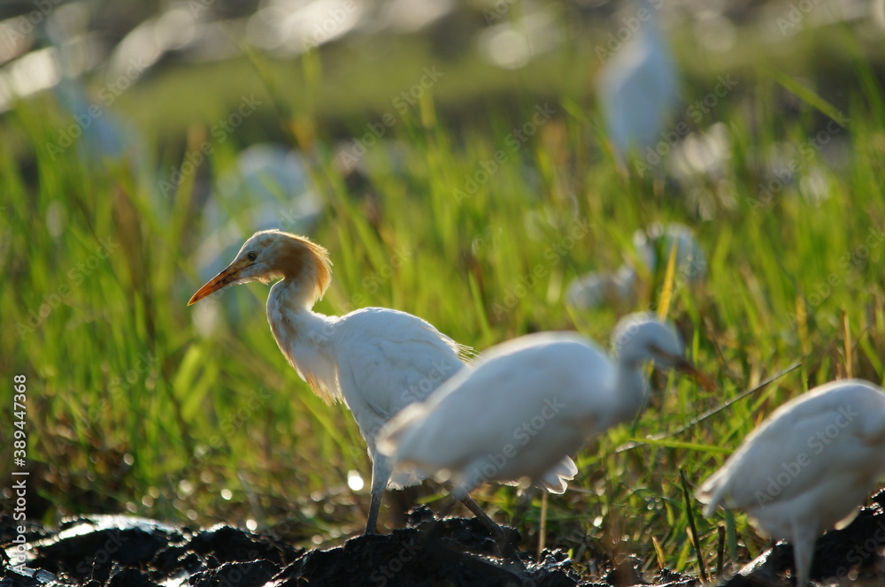 Fototapeta premium cattle egret are looking for food in the fields