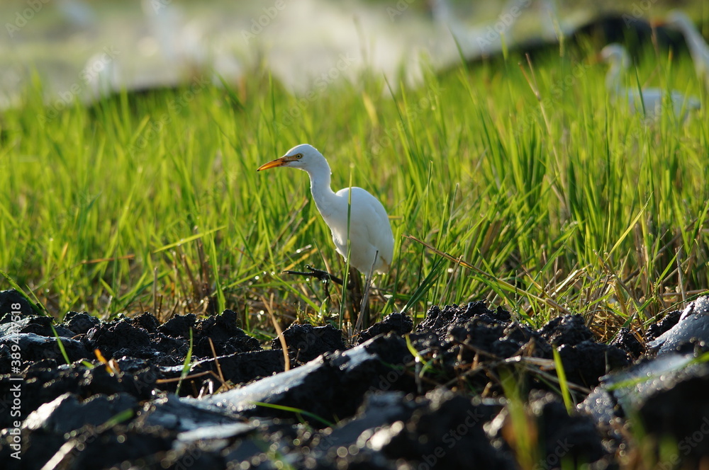 Obraz premium cattle egret are looking for food in the fields