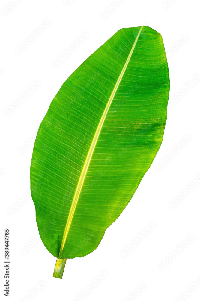 Banana leaf, green leaves, isolated Banana leaf, green leaves, isolated