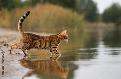 Tableau sur toile A bengal cat hunting on the lake.