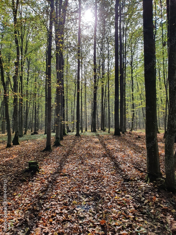 Obraz premium path in the woods