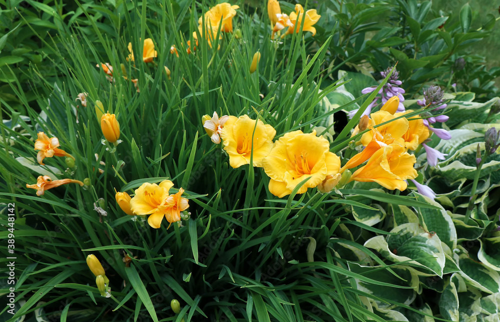 Perennial flowering plant - yellow daylily hybrid