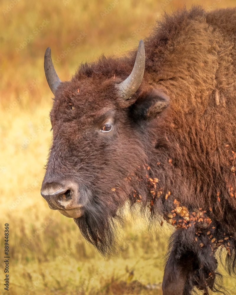 American bison roaming the grassy prairie in South Dakota American bison roaming the grassy prairie in South Dakota
