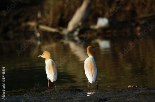 cattle egret are looking for food in rivers or lakes