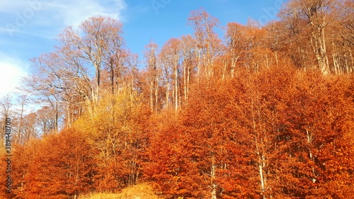 Autumn trees on the mountain