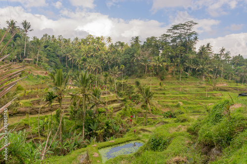 Tegallalang Reisterassen nahe dem Dorf Ubud auf der Insel Bali, Indonesien. UNESCO World Heritage