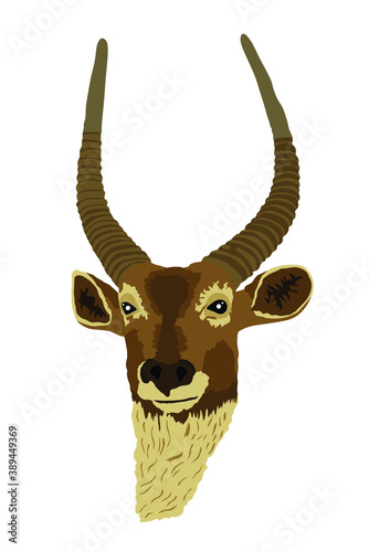 Waterbuck head portrait vector illustration isolated on white background. African deer. Safari hunting trophy.