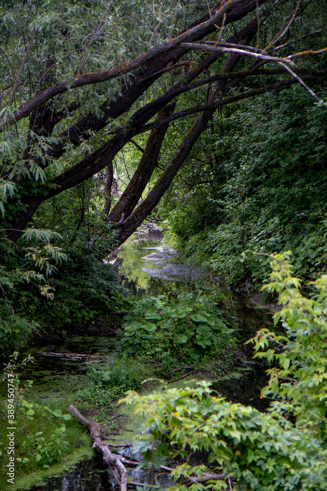 creek in the wilderness