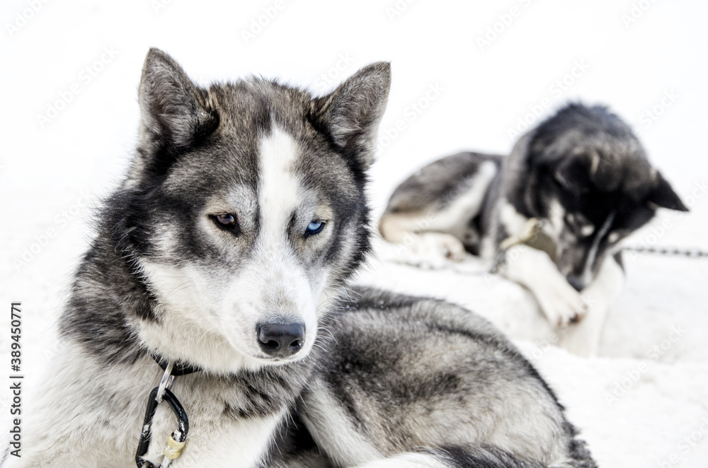 Sledding with husky dogs , snow backround, resting dog