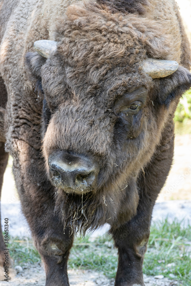 Fototapeta premium esemplare di bisonte