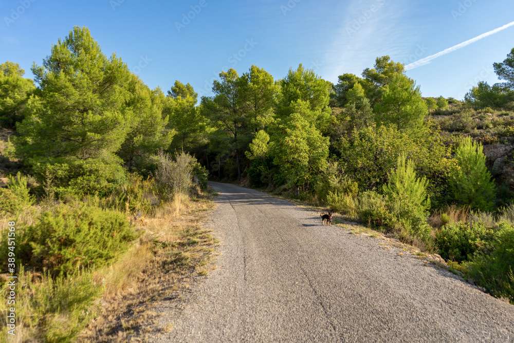 View of a rural path that runs through mountain landscapes in the mountain town of Algimia de Alfara in Spain