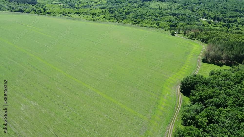 drone flight above green agriculture fields. aerial view of farmland and old forest. drone flight above green agriculture fields. aerial view of farmland and old forest.