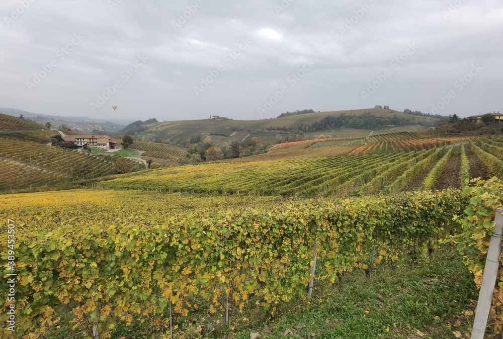 the vineyards of the Langhe during the beautiful colors of autumn near Alba