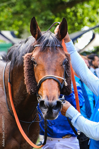 Portrait de cheval, Deauville