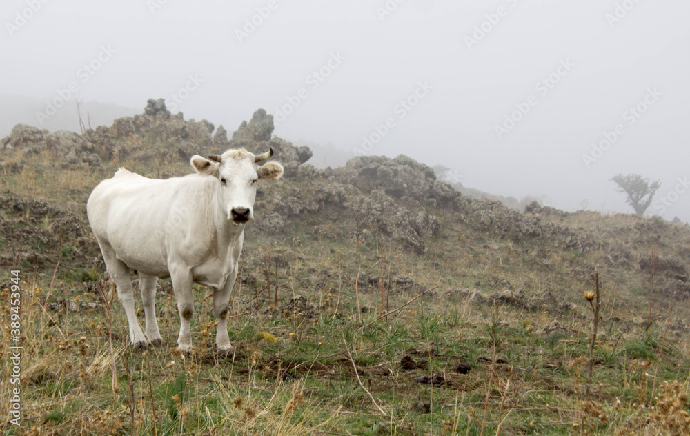 Fototapeta premium close up white dairy cow grazing on green meadow. Concept of domestic animals and production.