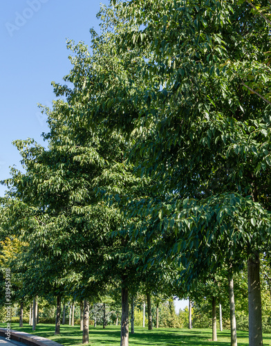 Rows of East Asian or Japanese Alder Tree (Alnus japonica) in city park Krasnodar. Public landscape 'Galitsky park' for relaxation and walking in sunny autumn.