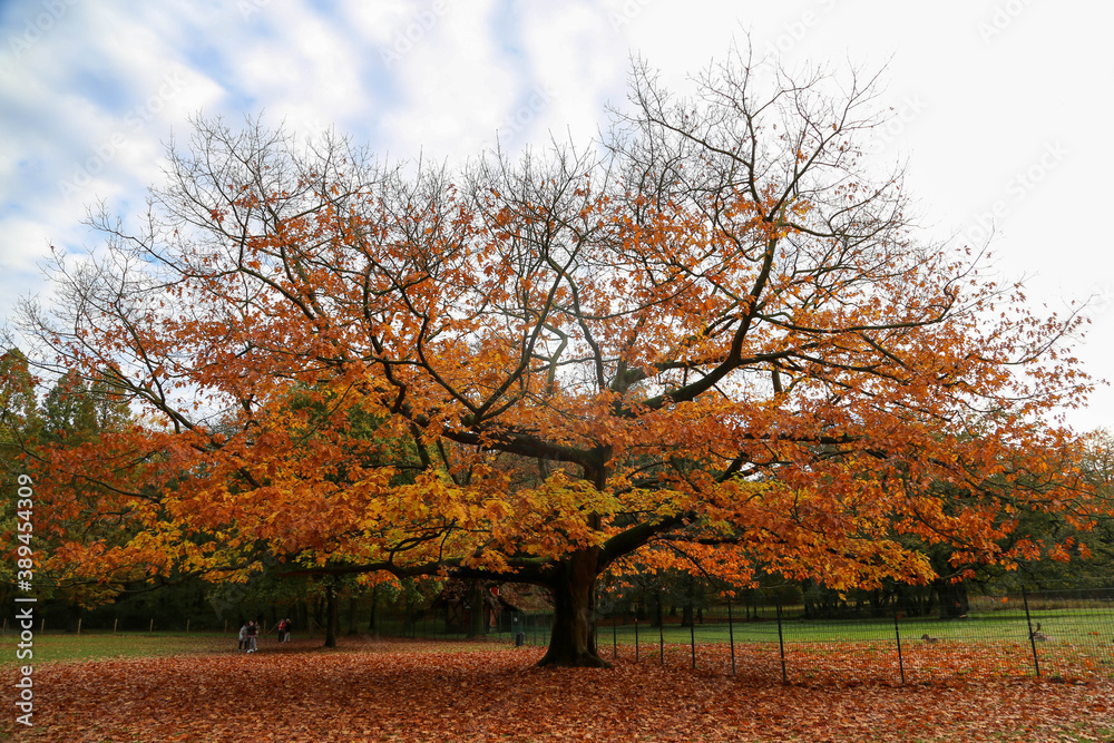 autumn trees in Hirschpark, Hamburg
