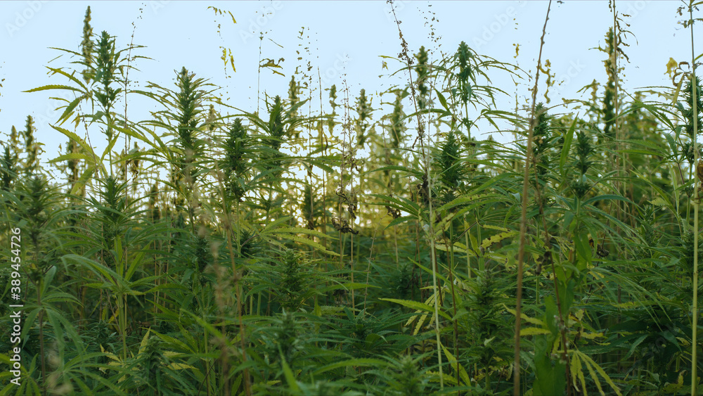 Cannabis or hemp plants growing on field for cannabidiol production. Sun shining through marijuana leaves. Cannabis or hemp plants growing on field for cannabidiol production. Sun shining through marijuana leaves.