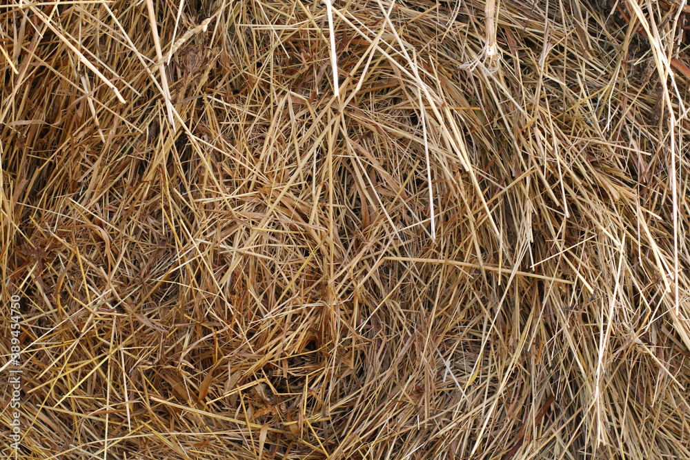 Yellow dry hay straw backdrop texture. Dry cereal plants. Yellow dry hay straw backdrop texture. Dry cereal plants.