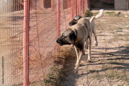 Two beautiful anatolian shepherd dogs (sivas kangal kopek/kopegi) pace, walks behind cage in a dog farm im Kangal city, Sivas Turkey. photo