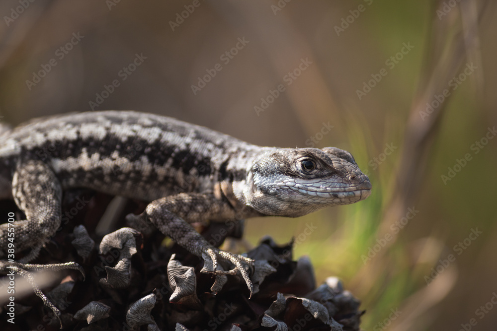 Fototapeta premium Close Up Small Lizard in Nature