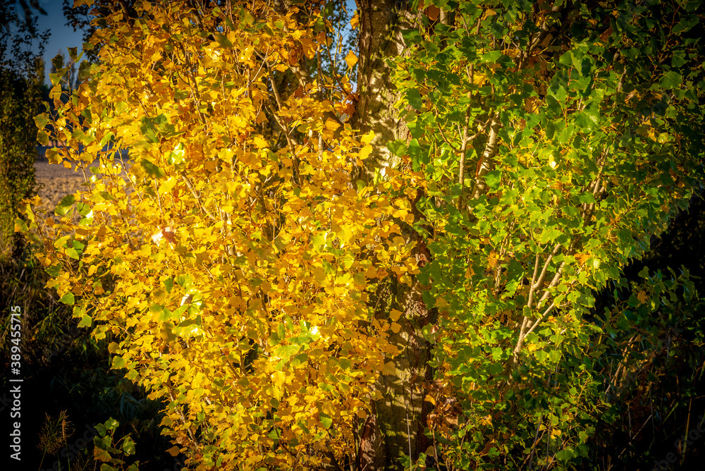 paisaje de otoño con hojas de arboles amarillas