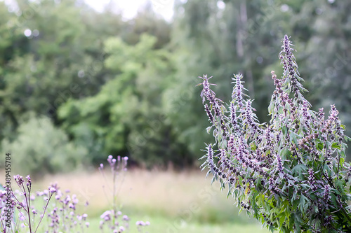 Motherwort plant with flowering purple flowers growing outdoors photo