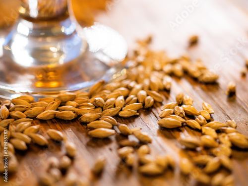 Closeup of beer and Malted Barley Wheat Grain