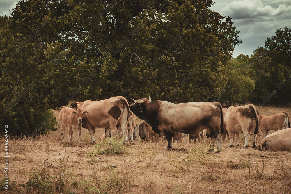 Aubrac cows in the field in French Lot