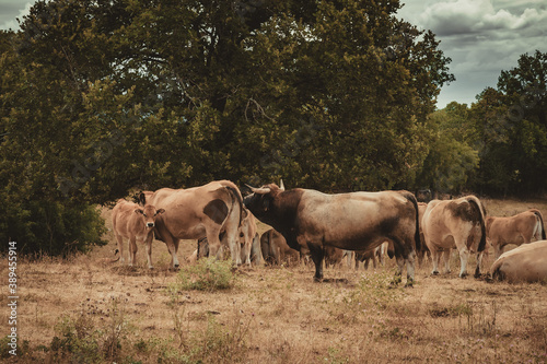 Fototapeta Naklejka Na Ścianę i Meble -  Aubrac cows in the field in French Lot