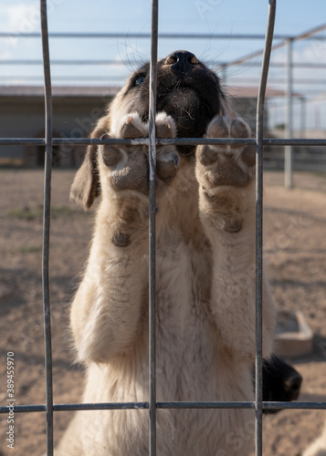 Beautiful anatolian shepherd puppy (sivas kangal kopek/kopegi) climbs the cage. Focus on puppy's feet. photo