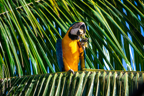 blue and yellow macaw in palm tree eating Ara ararauna