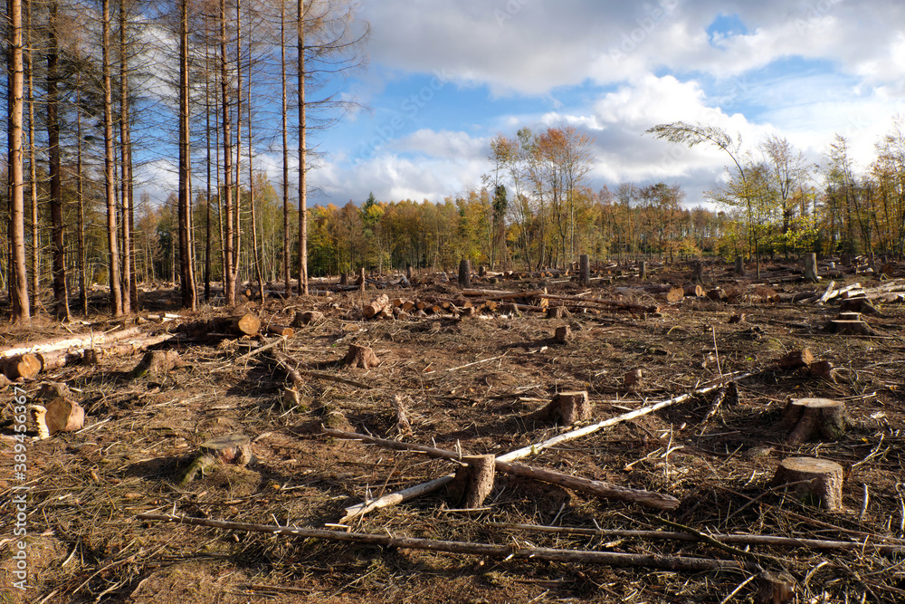 Dead trees and tree stumps in a cleared forest by reason of dryness and bark beetle infestation in times of climate change and forest dieback - stockphoto Dead trees and tree stumps in a cleared forest by reason of dryness and bark beetle infestation in times of climate change and forest dieback - stockphoto