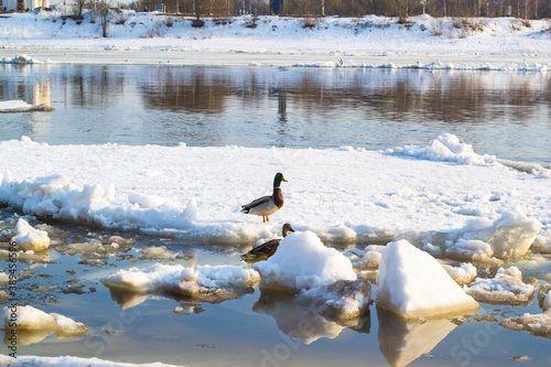 Duck and Drake on a winter ice floe photo