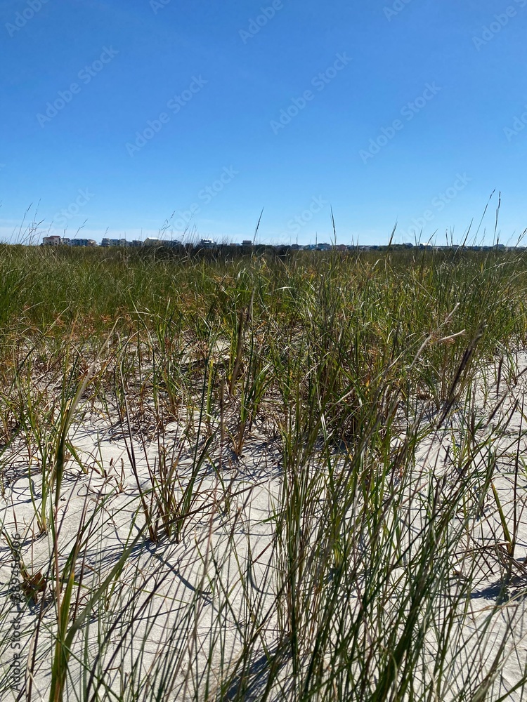 Obraz premium reeds on the beach