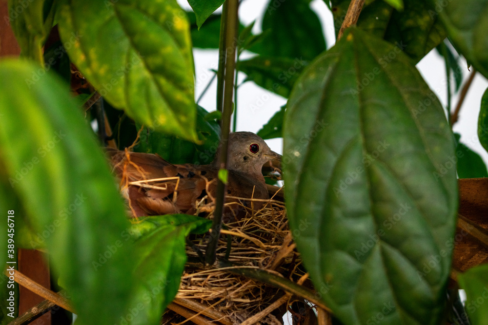 Obraz premium bird on a tree nest