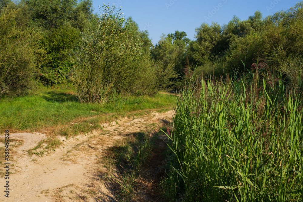 The road among the forest and thickets of reeds The road among the forest and thickets of reeds