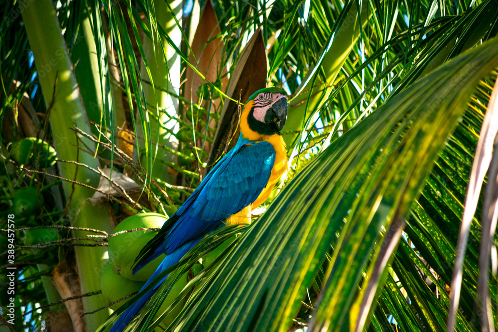 Obraz premium blue and yellow macaw on a branch