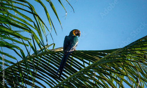 macaw backwards on a branch