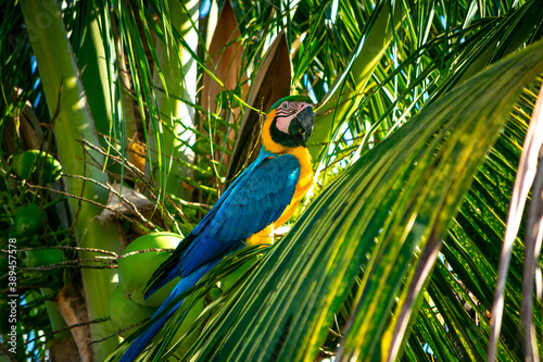 blue and yellow macaw on a branch