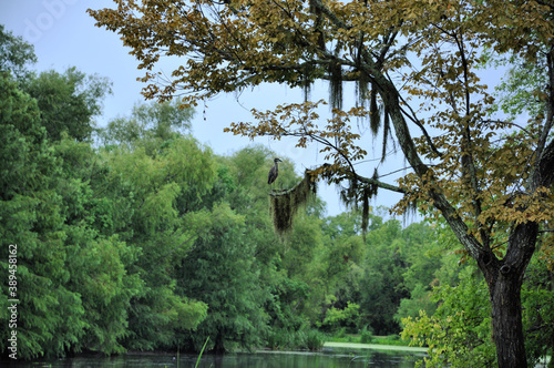 Grey heron sitting  on a tree in Brazoz Bend State Park in Needville, Texas, US