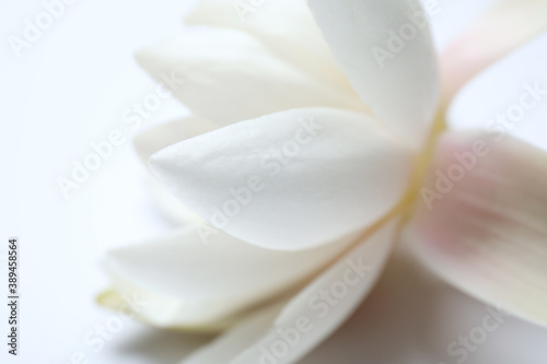 Beautiful blooming lotus flower on white background, closeup © New Africa