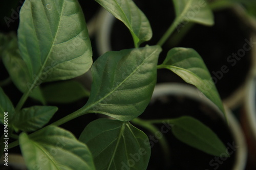 green leaves background