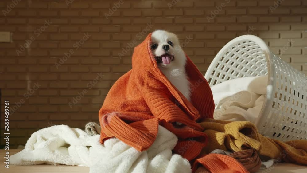 little lap dog messy playing fold cloths basket on wooden laundry table home concept background
