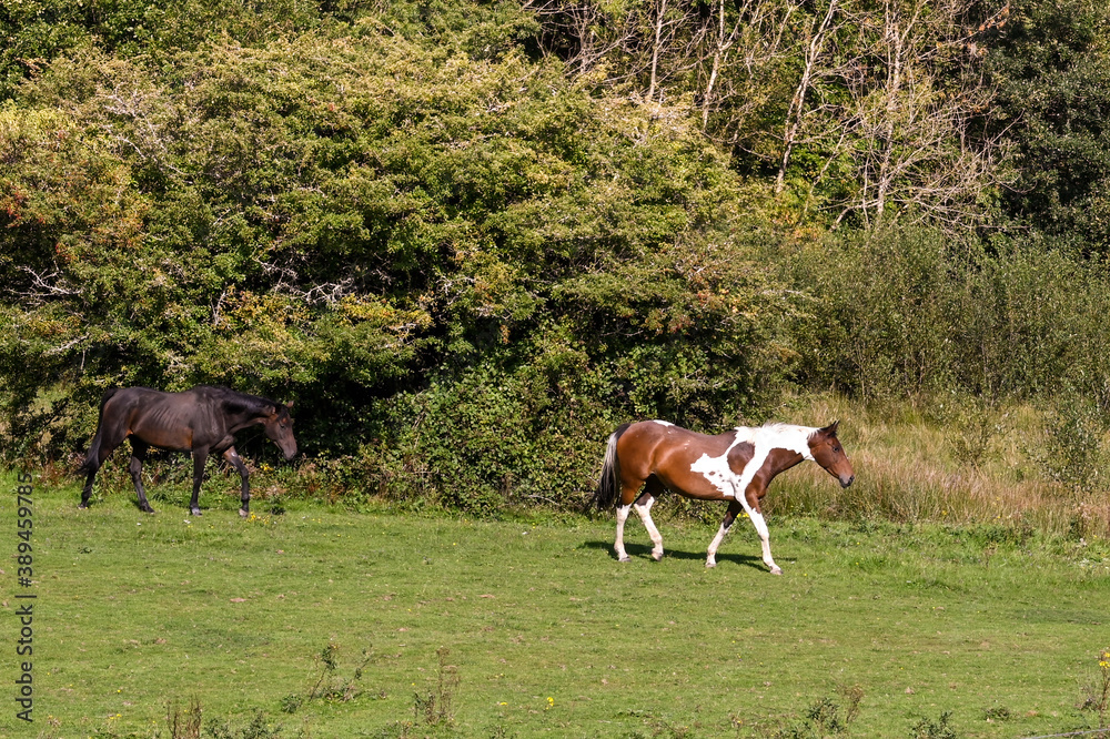 Two horses walking across a field. No people. Copy space. Two horses walking across a field. No people. Copy space.