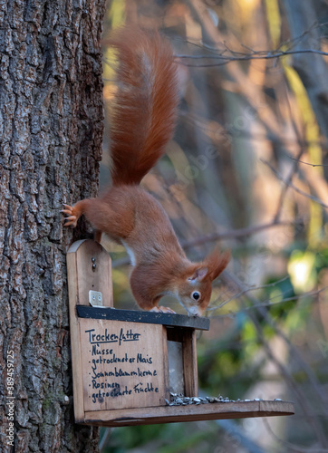 Eichhörnchen (Sciurus vulgaris) an Futterstation mit Trockenfutter