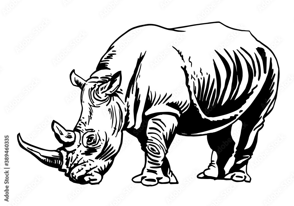 Fototapeta premium Vector ink-pen illustration of rhino isolated on white background