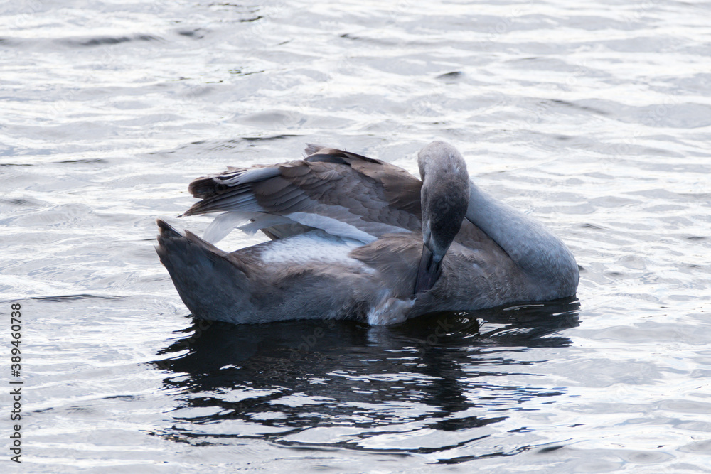 Fototapeta premium A single Mute Swan Cygnet preening in a river 
