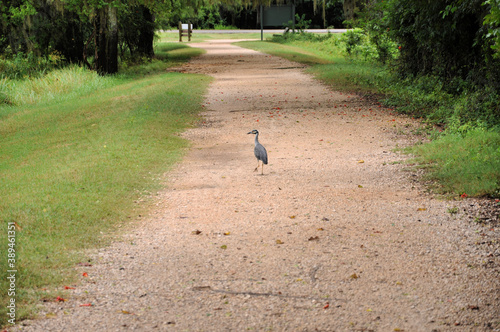 Obraz na płótnie A heron is walking on the patch, Brazos Bend State Park, Needville, US w salonie